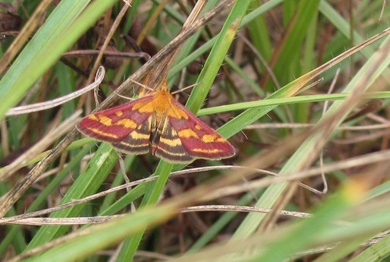 Pyrausta purpuralis? S